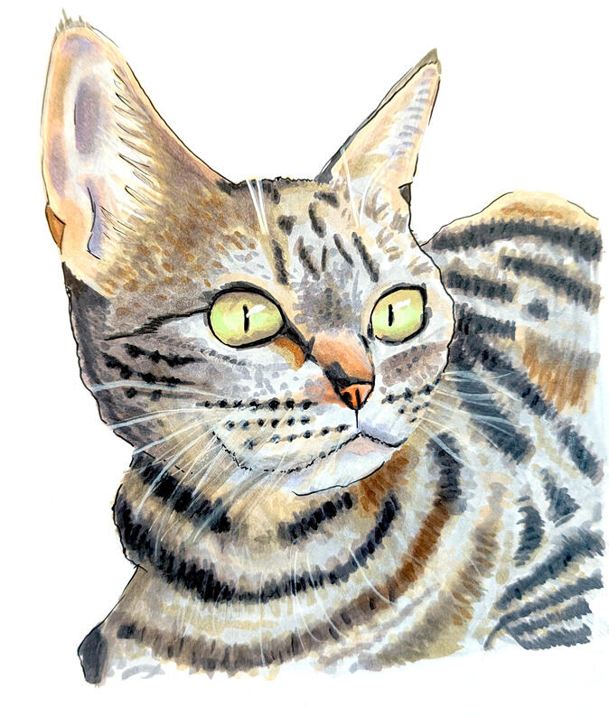 Cat