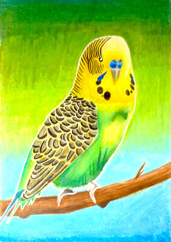 Budgie for Friend