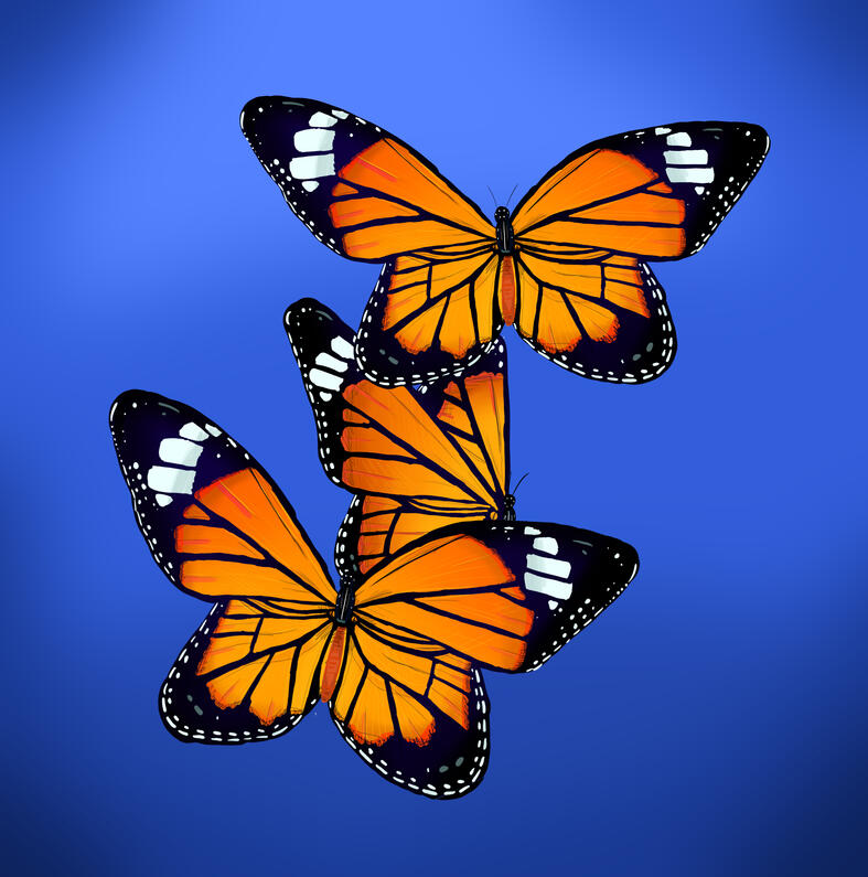 Butterflies