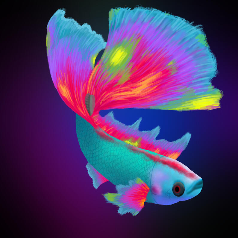 Betta Fish